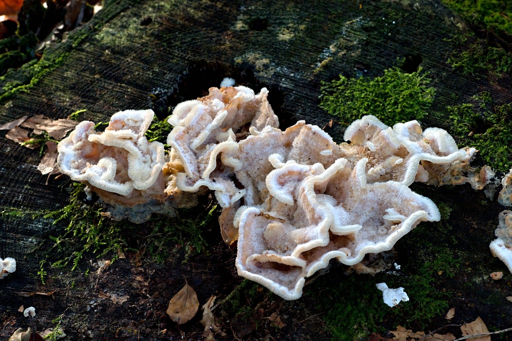 Oisterwijkse Bossen en Vennen Kampina natuurgebied natuur hdr oisterwijk Nationaal park Landschap Het Groene Woud hei heide bossen natuurmonumenten brabant